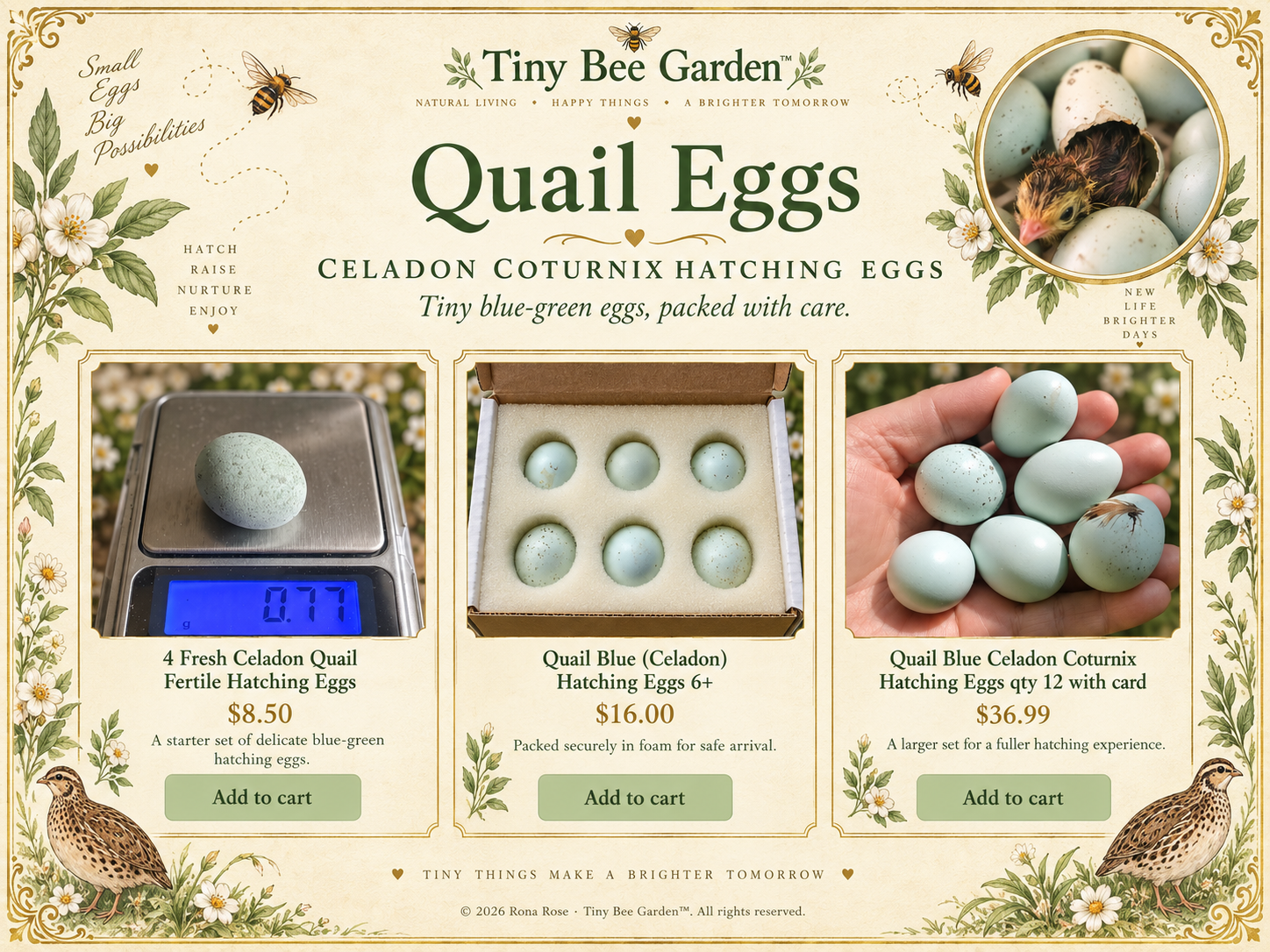 Celadon Coturnix quail hatching eggs — full product guide